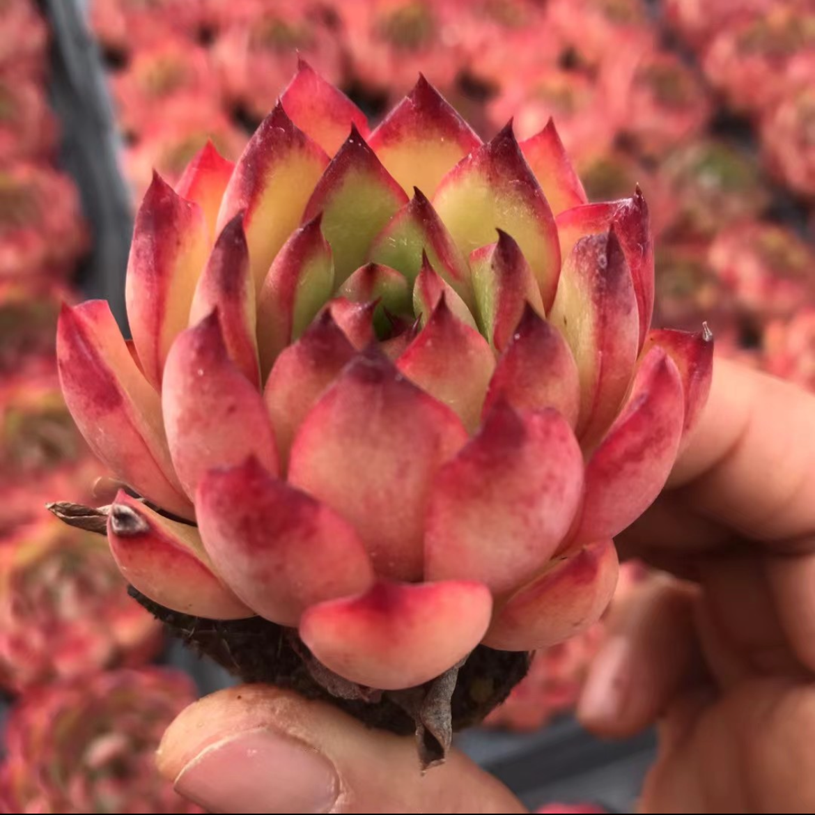 23900 Echeveria Red Moran Hyb (5cm pot size)