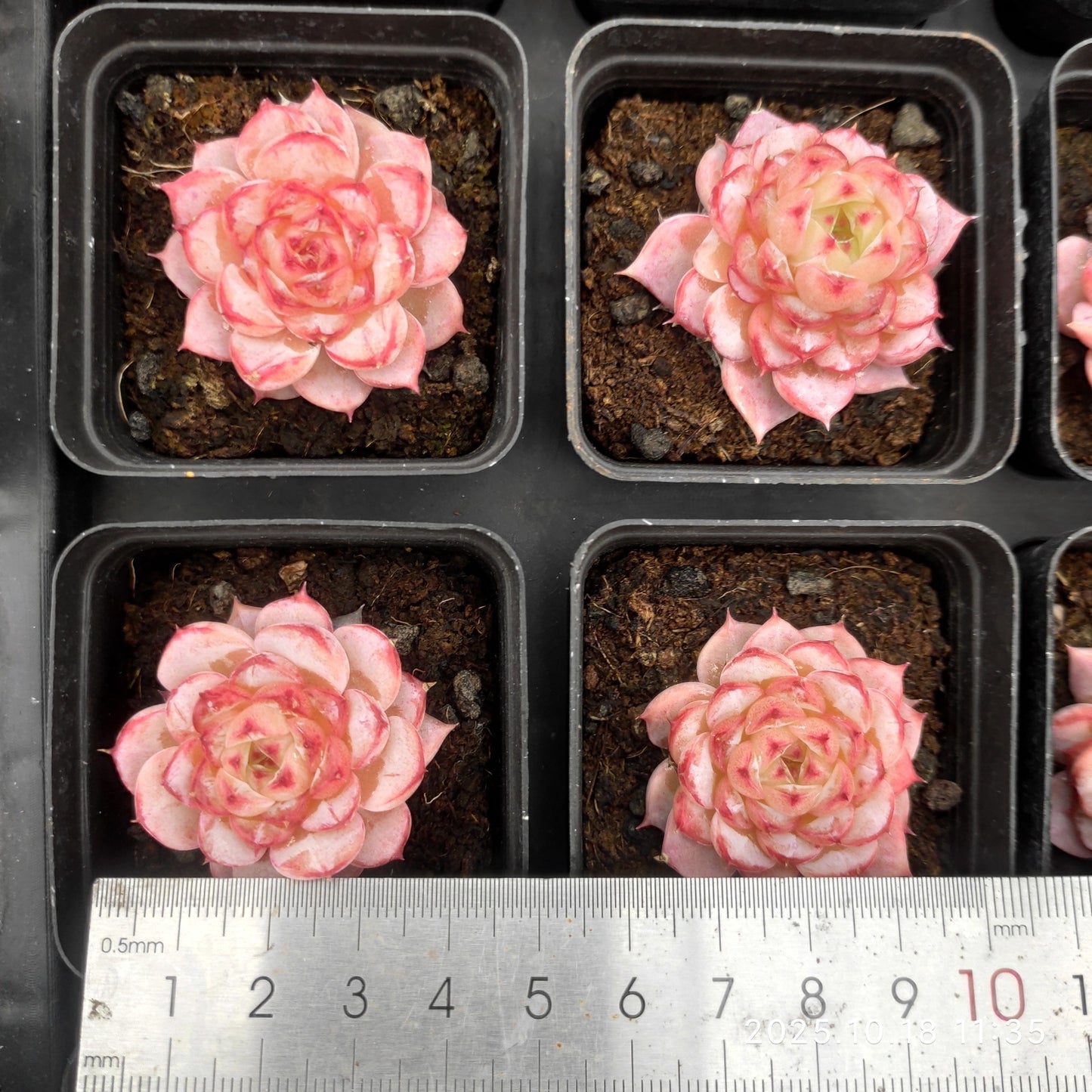 15338 Echeveria Red Velvet (7cm pot size)