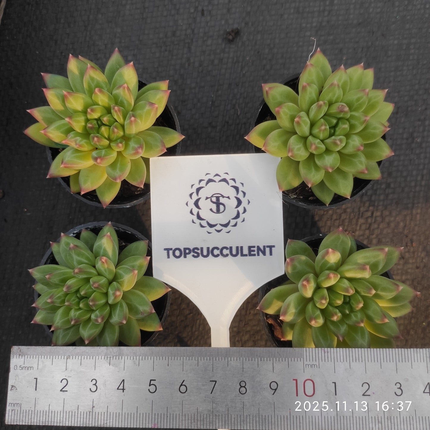 20068 Echeveria Oracle (5.5cm pot size)