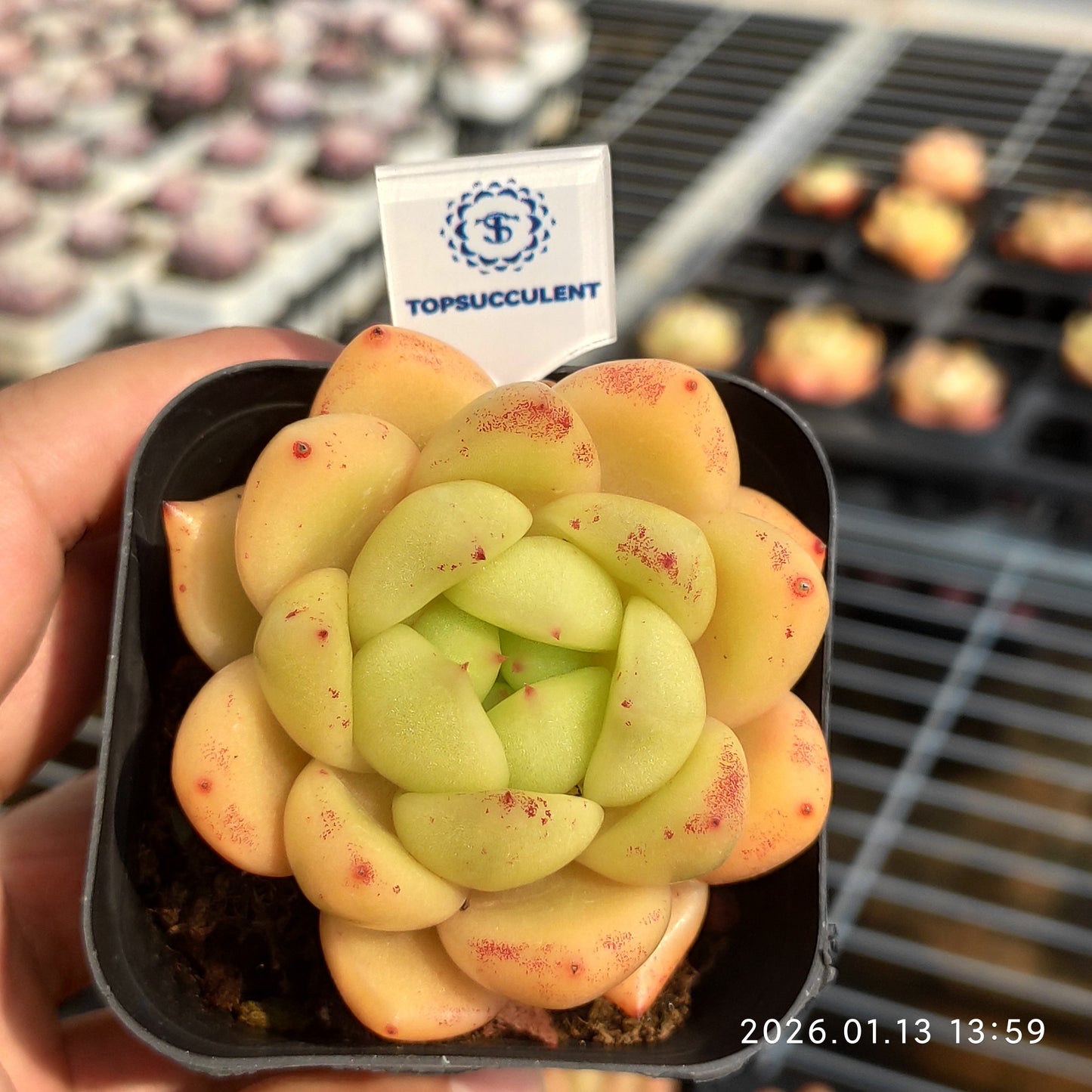 80520 Echeveria Encore (6.5cm pot size)