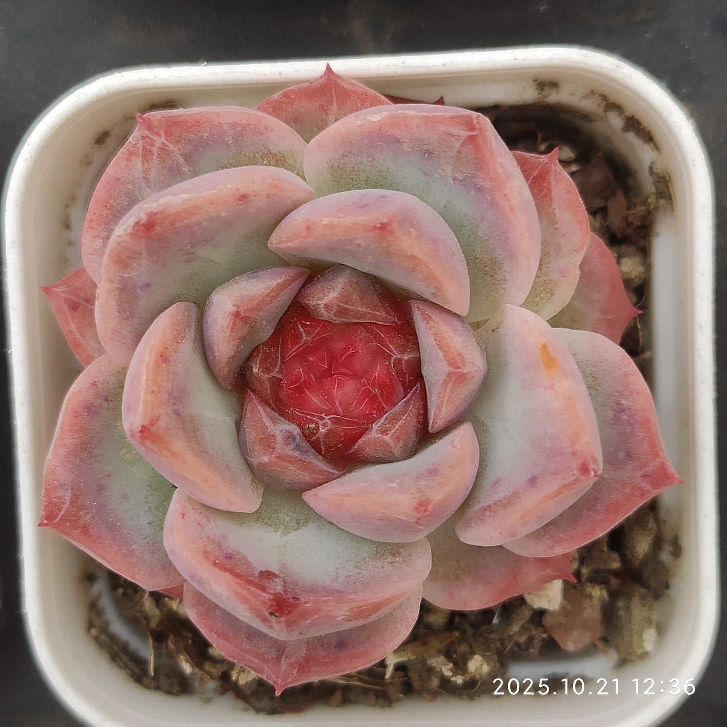 19136 Echeveria Lip Gloss (5.5cm pot size)