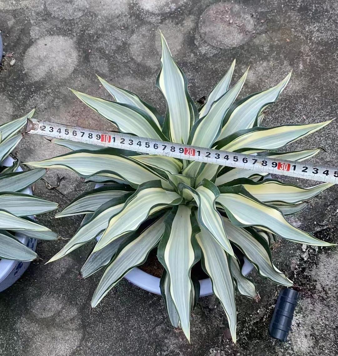 Agave Desmetiana Variegated