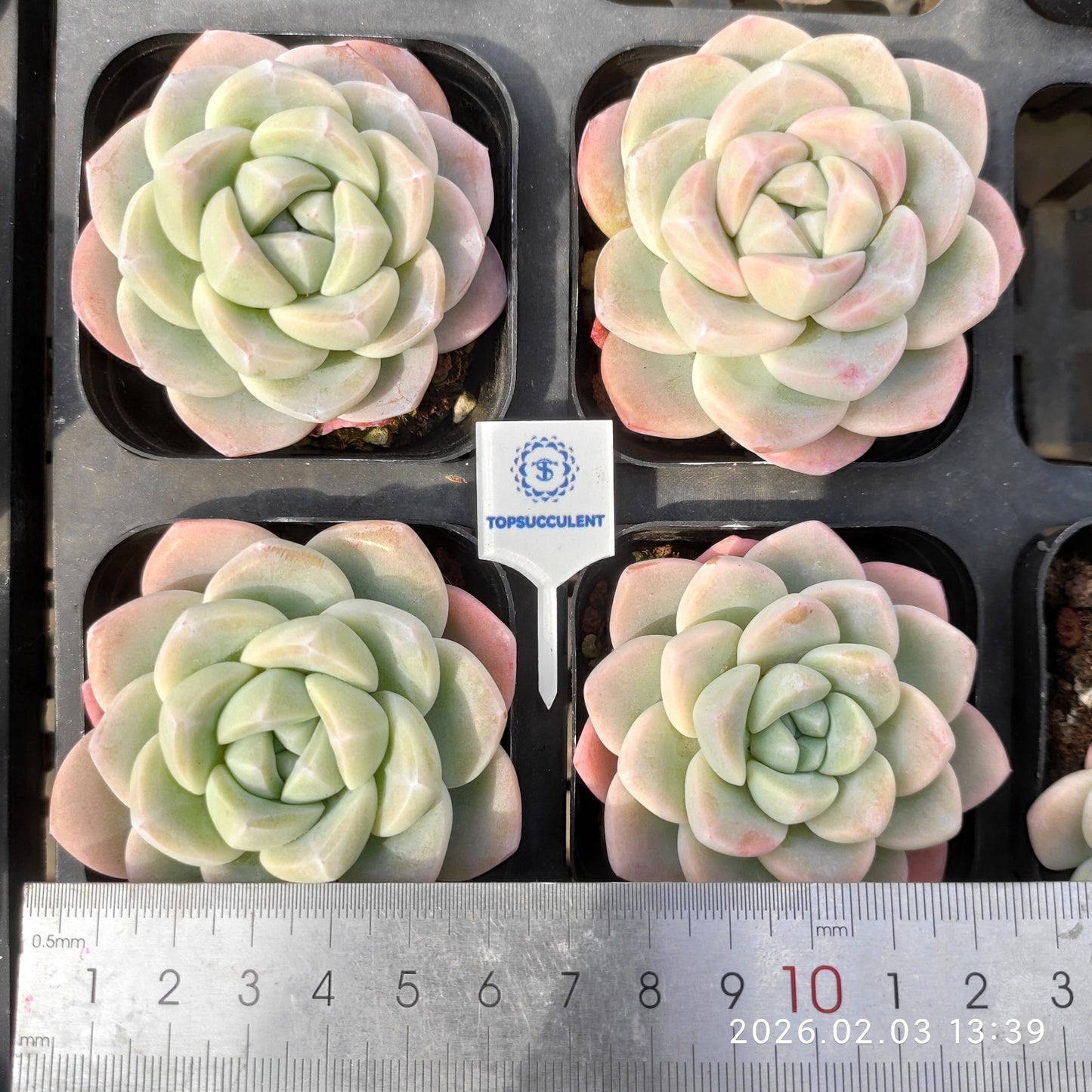 25645 Echeveria Ice Green (6.5cm pot size)