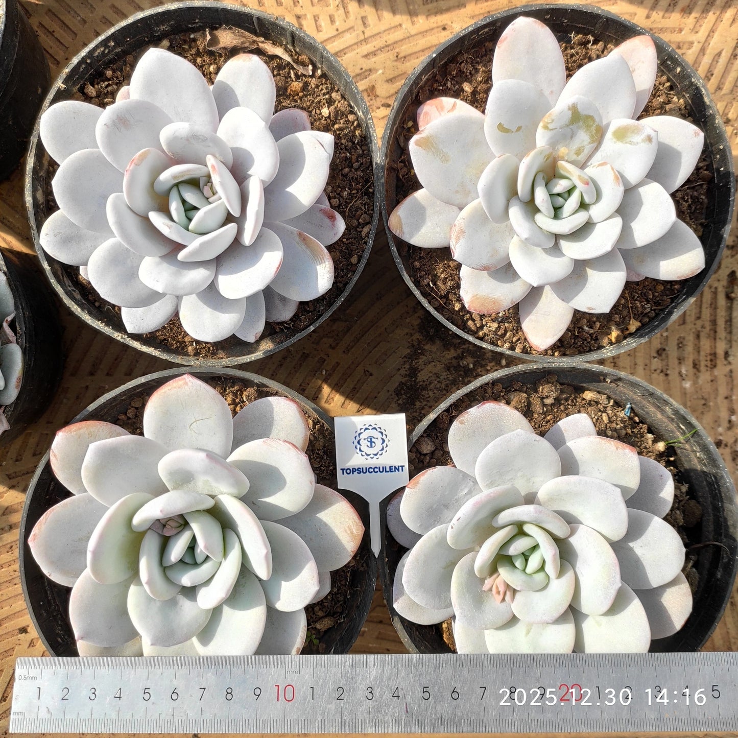 22329 Echeveria Laui (16cm pot size)