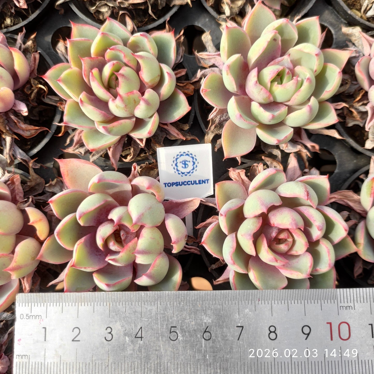 25683 Echeveria Hera (5cm pot size)