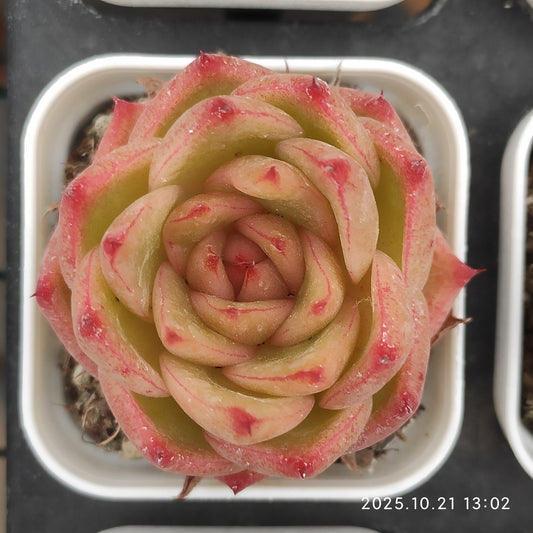 21892 Echeveria Alone Star Hyb (5.5cm pot size)