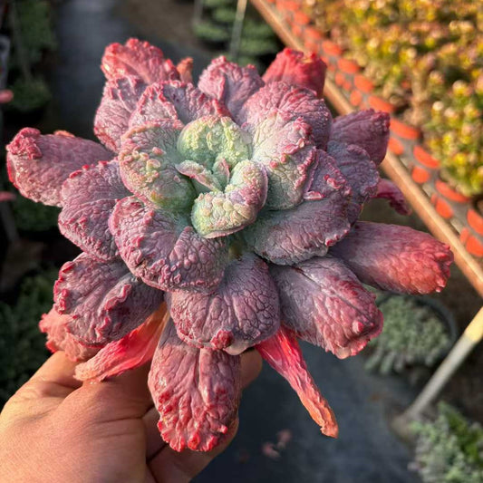 26018 Echeveria Baron Bold (12cm pot size)