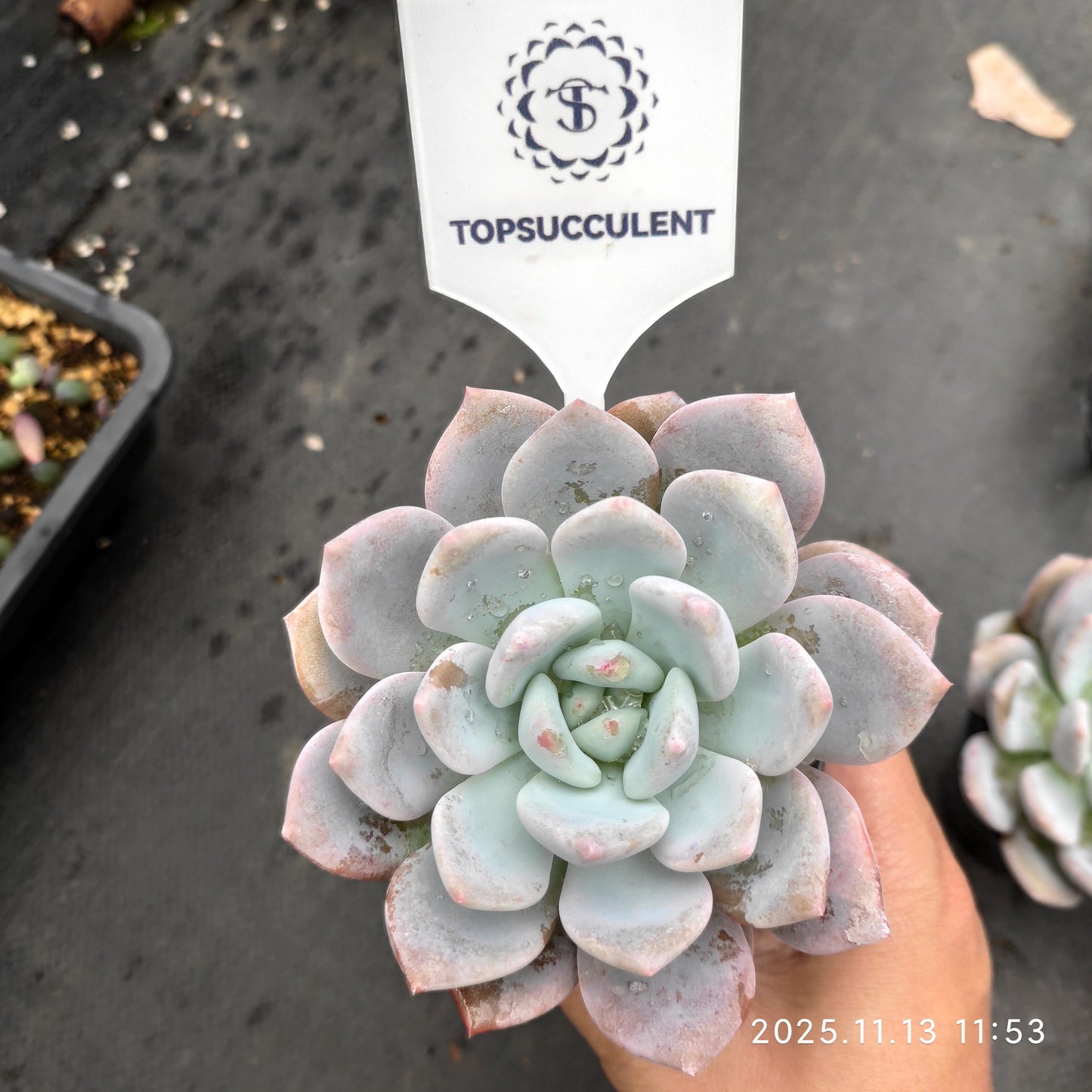 18747 Echeveria OP Ice Green (9cm pot size)