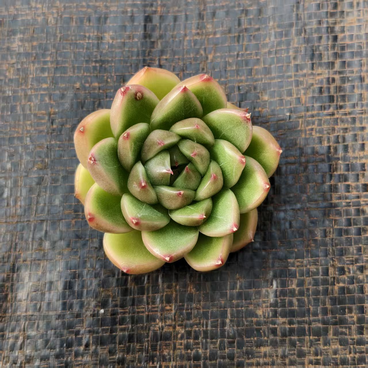 20495 Echeveria Subrim x Ice Green (7cm pot size)