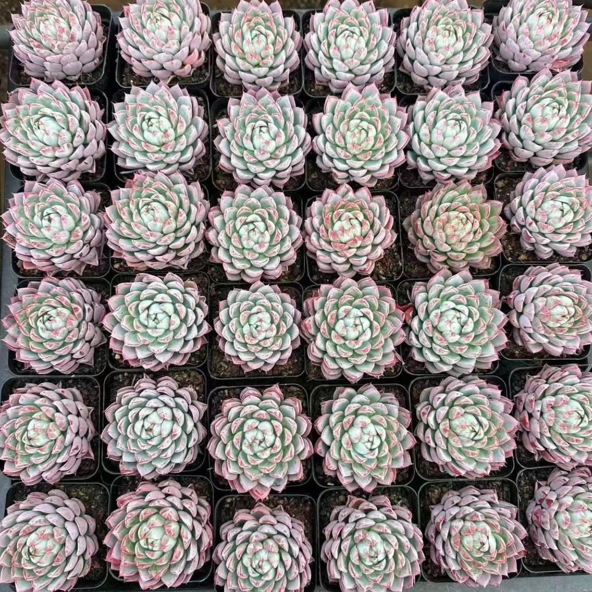 22621 Echeveria Purple Diamond (6cm pot size)