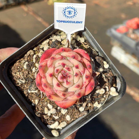 24520 Echeveria Chihuahuaensis (7cm pot size)