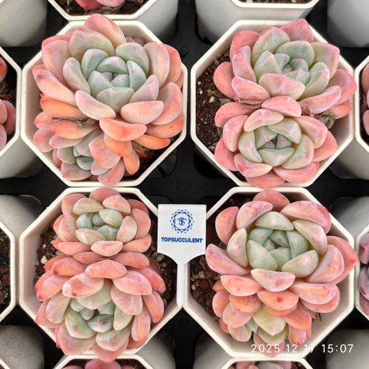 23787 Echeveria Ice Dream (7cm pot size)