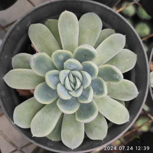 XY123 Echeveria Ice Point