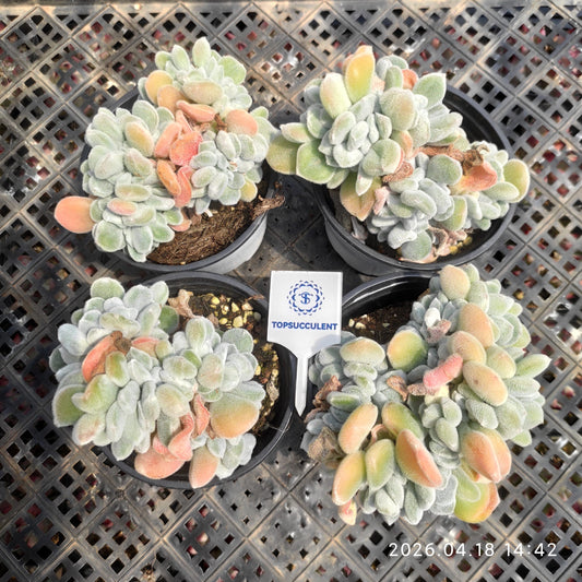 26014 Echeveria Frosty Cristata (9cm pot size)