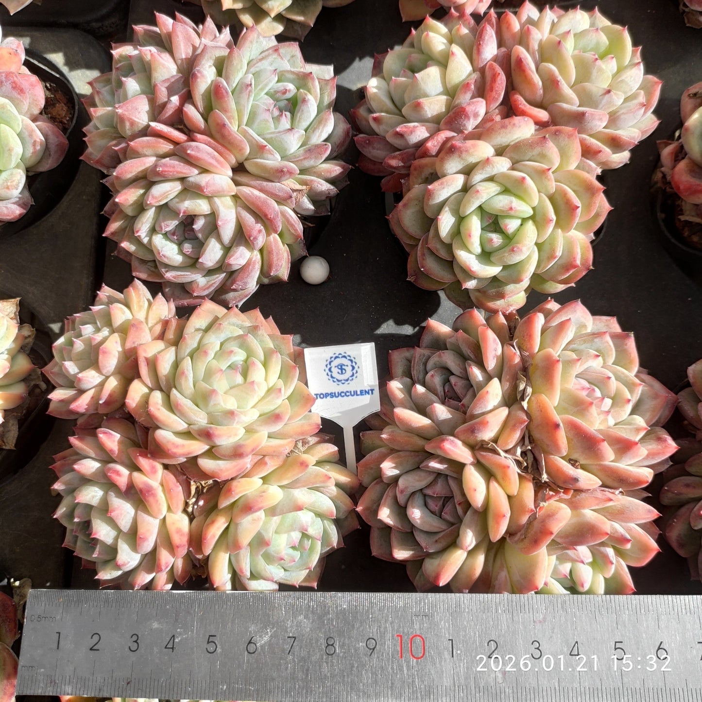 25143 Echeveria Pink Monroe (7cm pot size)