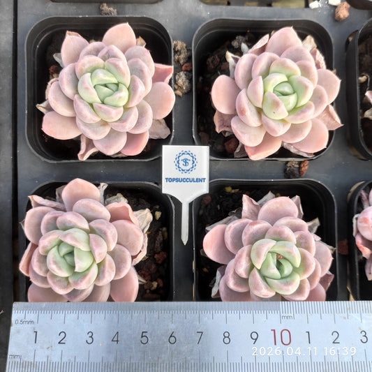 25624 Echeveria Snow Woman (6.5cm pot size)