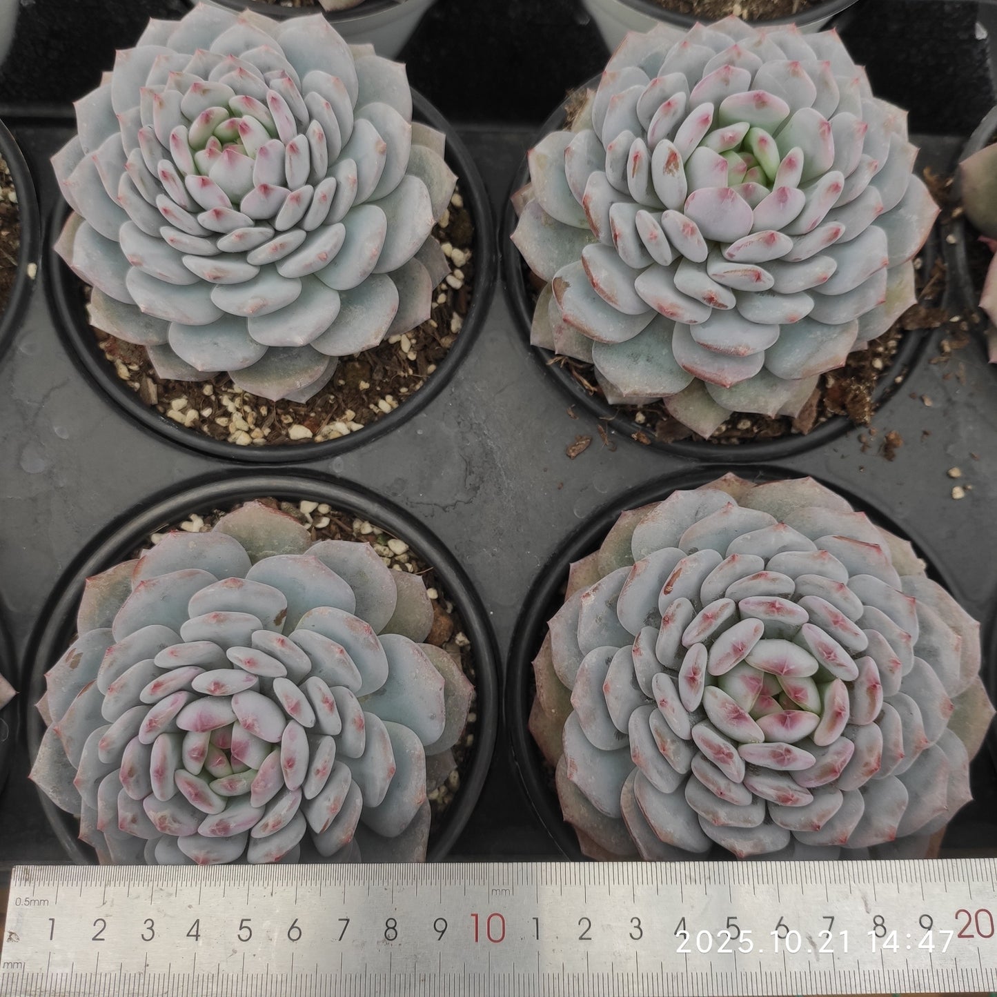 21929 Echeveria Jade Monroe (12.5cm pot size)