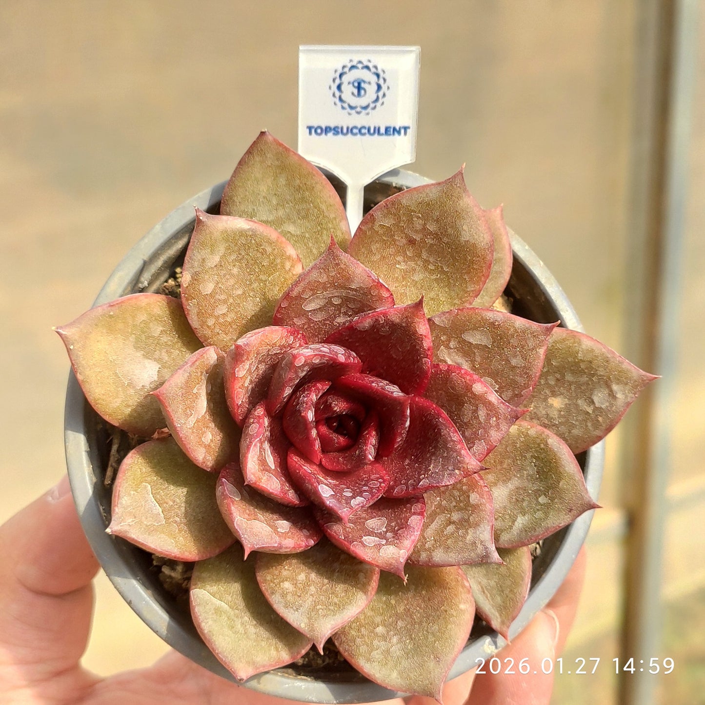 21958 Echeveria Red Rose (9cm pot size)