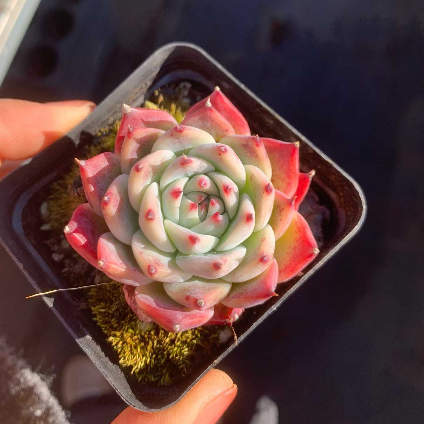 25318 Echeveria Colorata (6.5cm pot size)