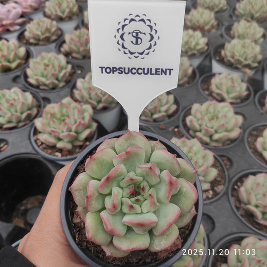 22750 Echeveria Reddish lips (9cm pot size)