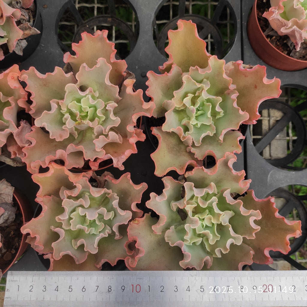 ZZA178 Echeveria cv. Takasagonookina(11cm pot size)