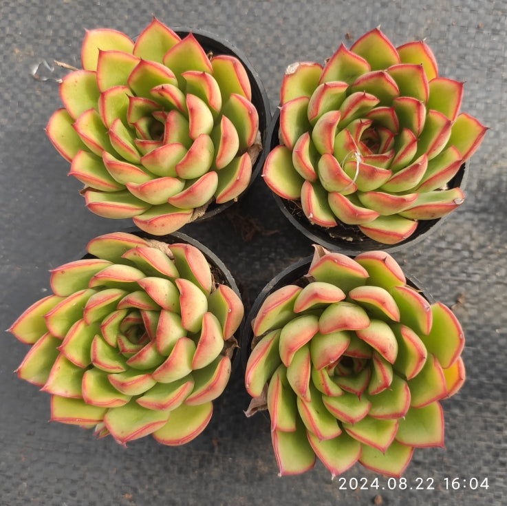 MMT007 Echeveria Firefly