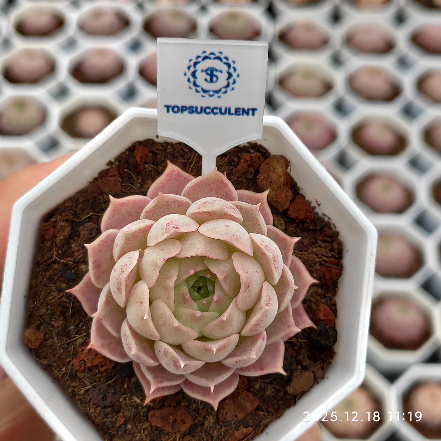 15292 Echeveria Sharlot Rose (7cm pot size)