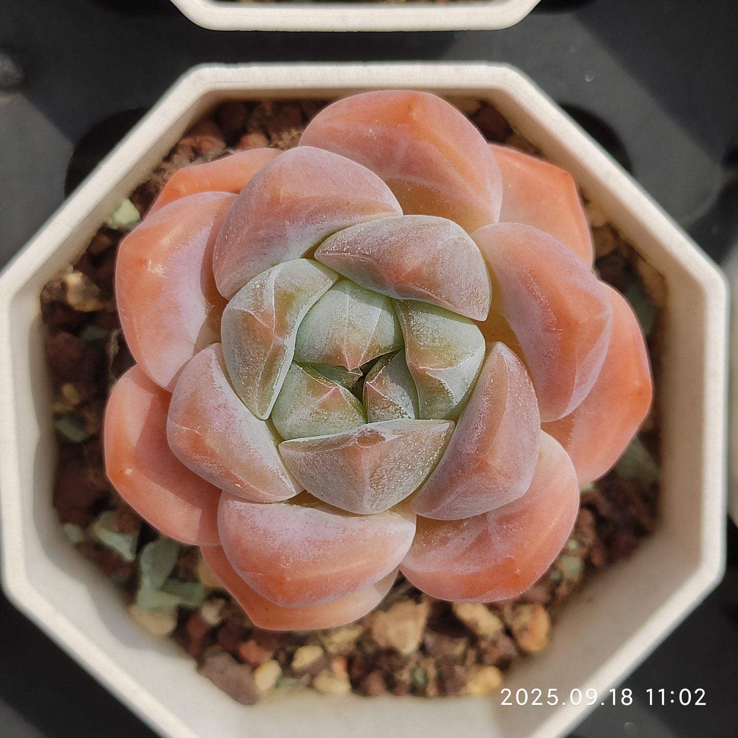 T1353 Echeveria Hana Beauty (7cm pot size)