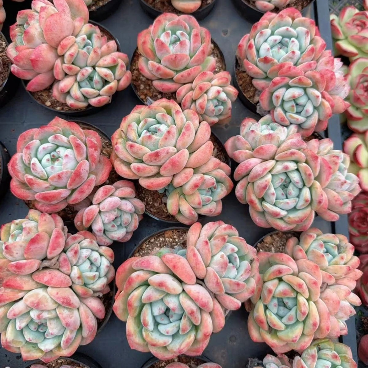 QNY141 Echeveria Clavatum Hyb(10cm pot size)