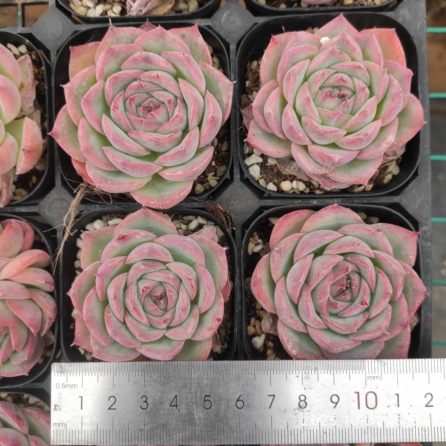 16017 Echeveria Silhouette (6.3cm pot size)