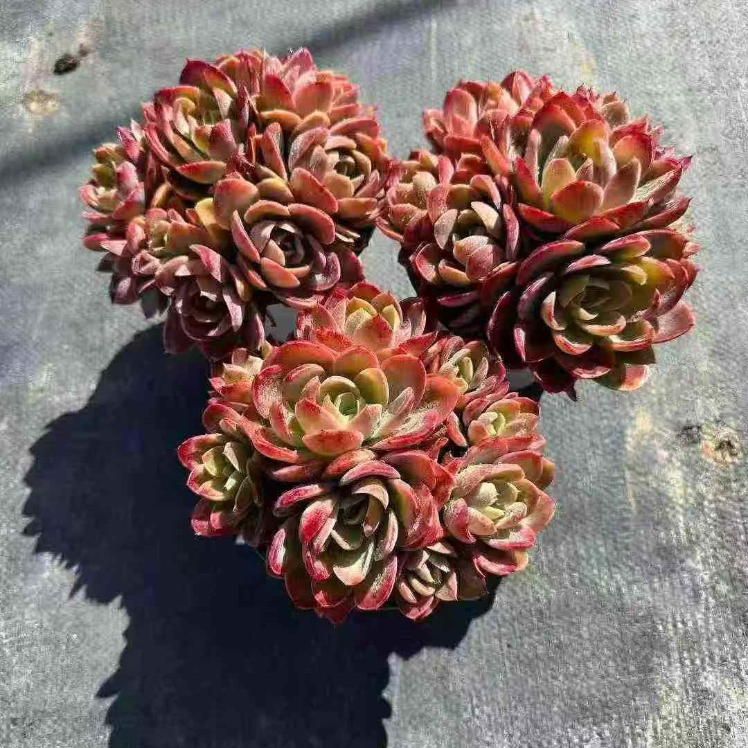 23657 Echeveria Red Silk (12cm pot size)