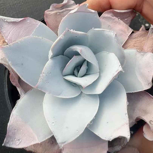 24854 Echeveria Cante (9cm pot size)