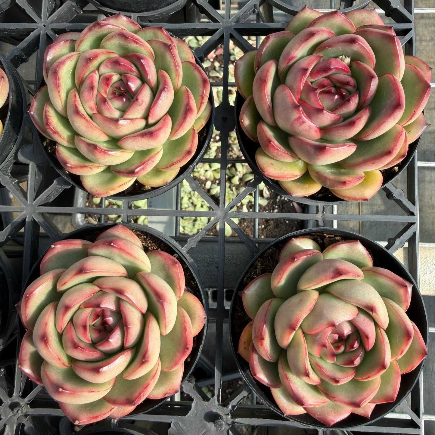 25784 Echeveria Marlboro (9cm pot size)
