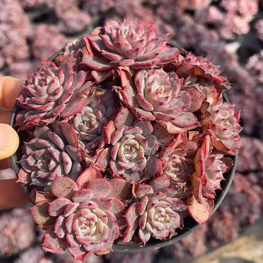 23189 Echeveria Laulensis (11cm pot size)