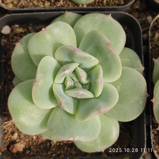 22190 Echeveria Beauty Moon (6cm pot size)