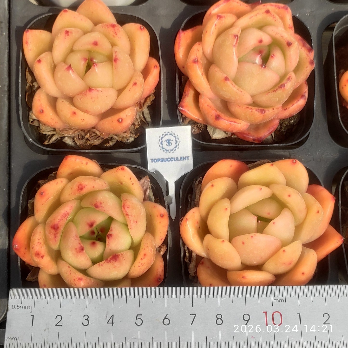 80520 Echeveria Encore (6.5cm pot size)