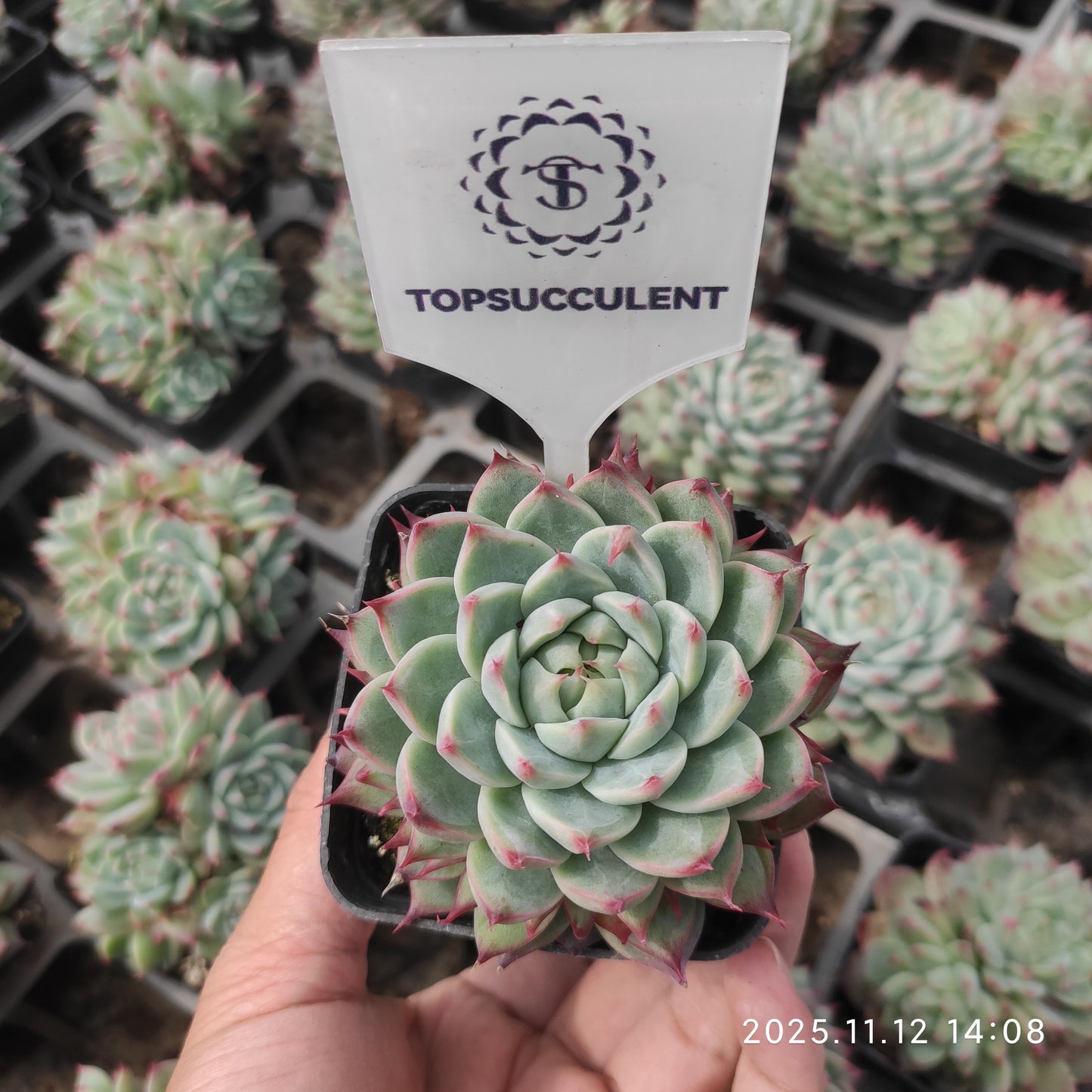 13546 Echeveria Cadbury (7cm pot size)