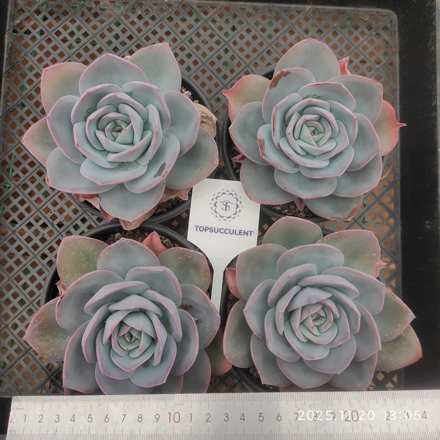 22763 Echeveria Breland (12.5cm pot size)