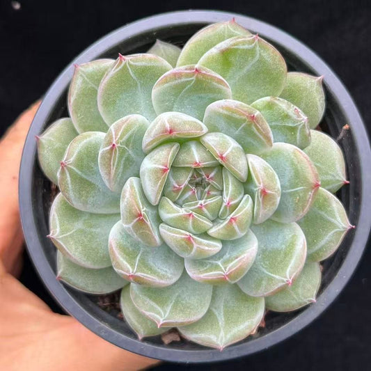 21333 Echeveria Snowflake Jenny (9cm pot size)