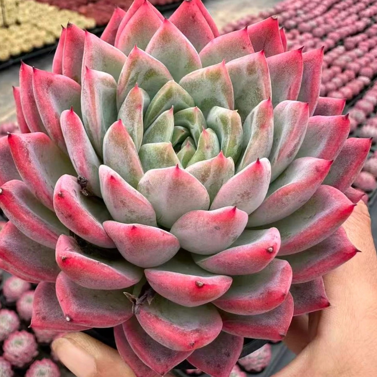 21117 Echeveria Snow Spirit (10cm pot size)