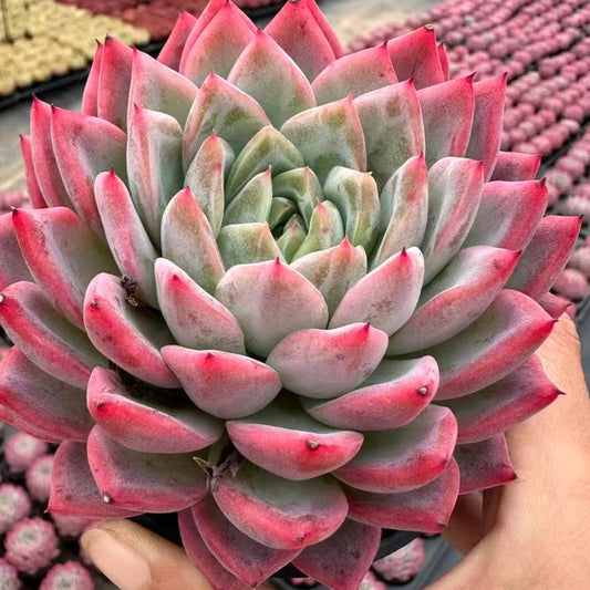 21117 Echeveria Snow Spirit (10cm pot size)