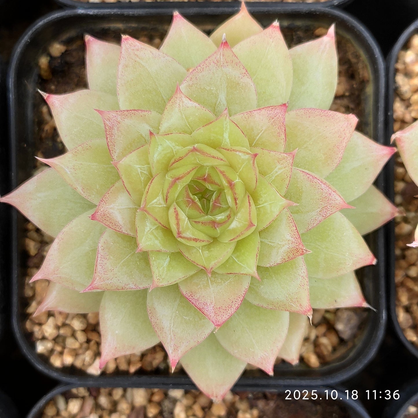 YBB143 Echeveria Emerald(5.5cm pot size)
