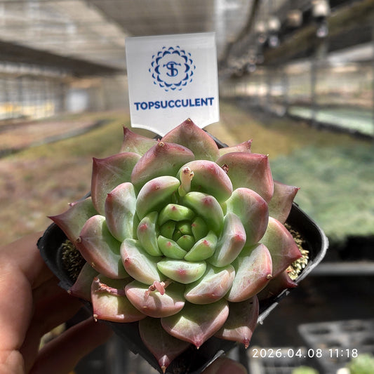 18587 Echeveria Snow Mountain Jenny (7cm pot size)