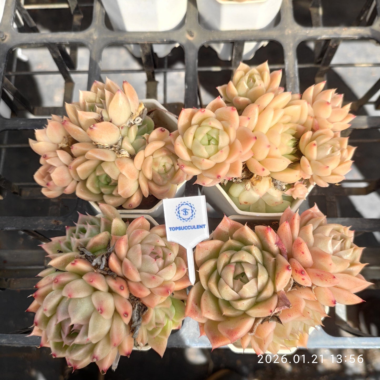 22520 Echeveria Malgan (7cm pot size)