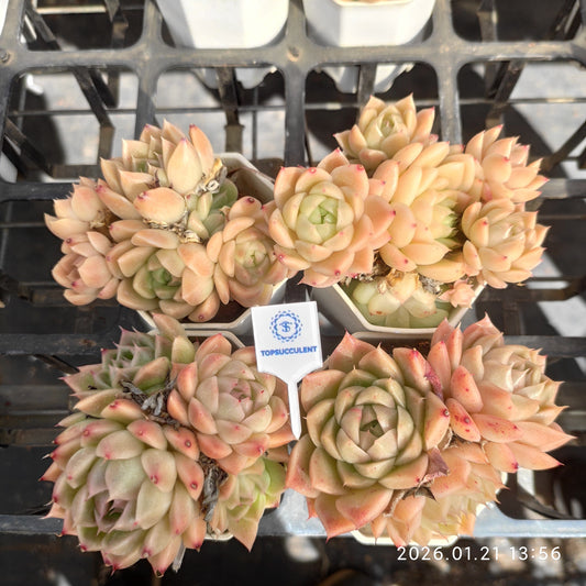 22520 Echeveria Malgan (7cm pot size)