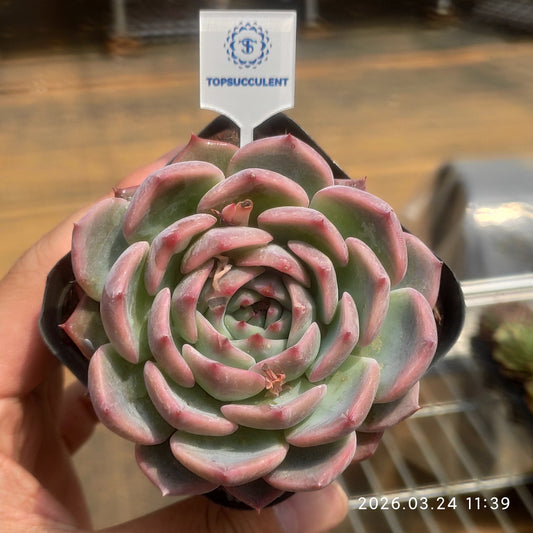 80560 Echeveria Canticle (6.5cm pot size)