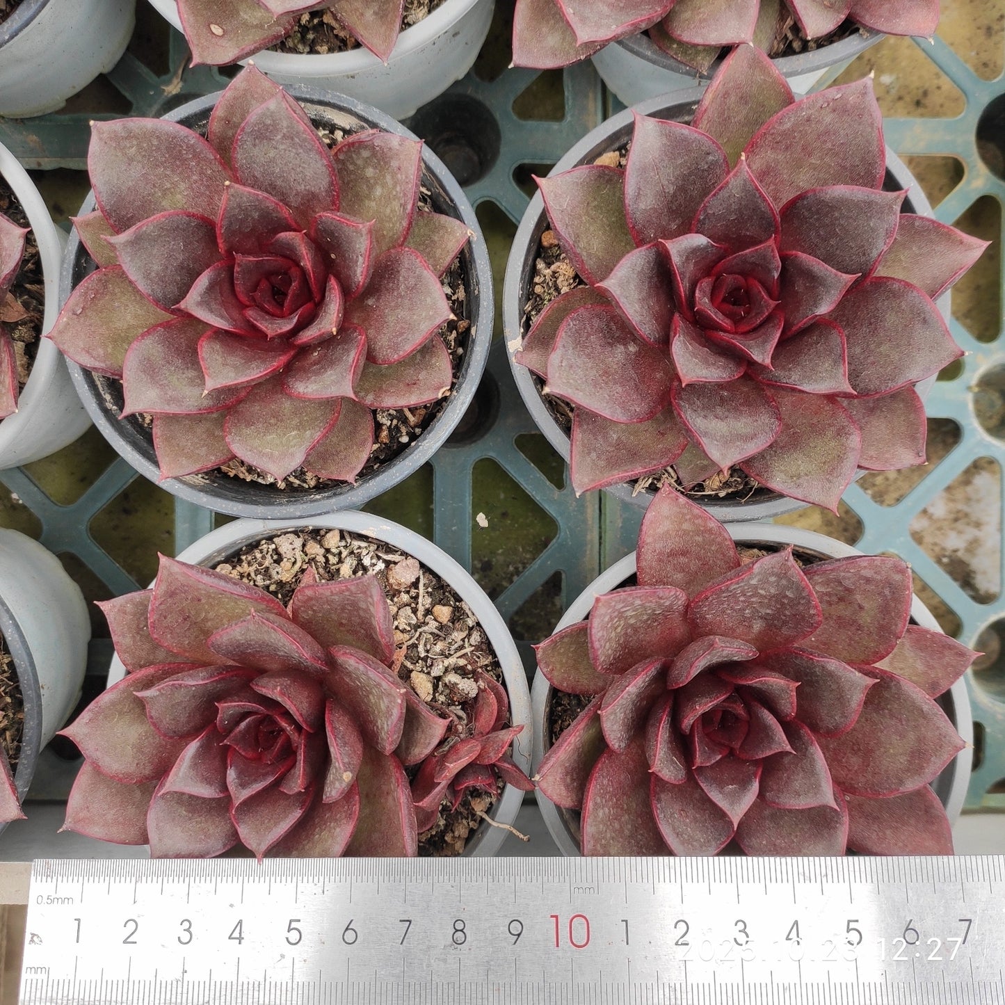 21958 Echeveria Red Rose (9cm pot size)