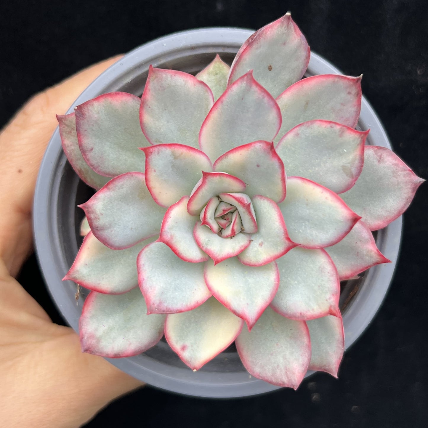 21327 Echeveria Esther Variegated (9cm pot size)