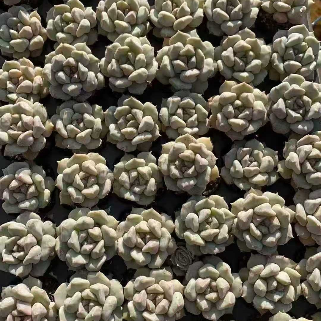 21997 Echeveria Super Milk (3cm pot size)