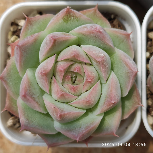 MMY1240 Echeveria Queen of Peach(5.5cm pot size)